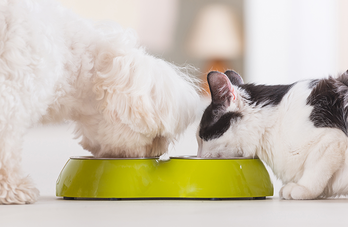 Why Is Feed Grade L-Tryptophan So Important in Animal Nutrition?
