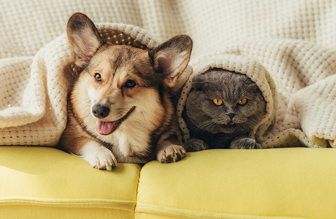 How to Improve Your Pet's Appetite with L-Alanine