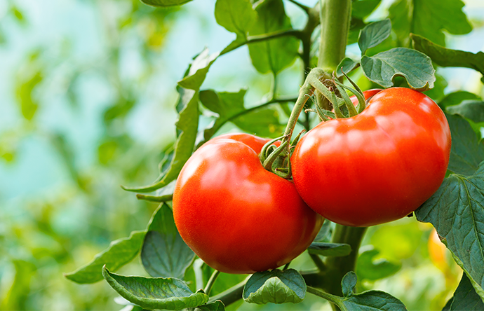Tomato