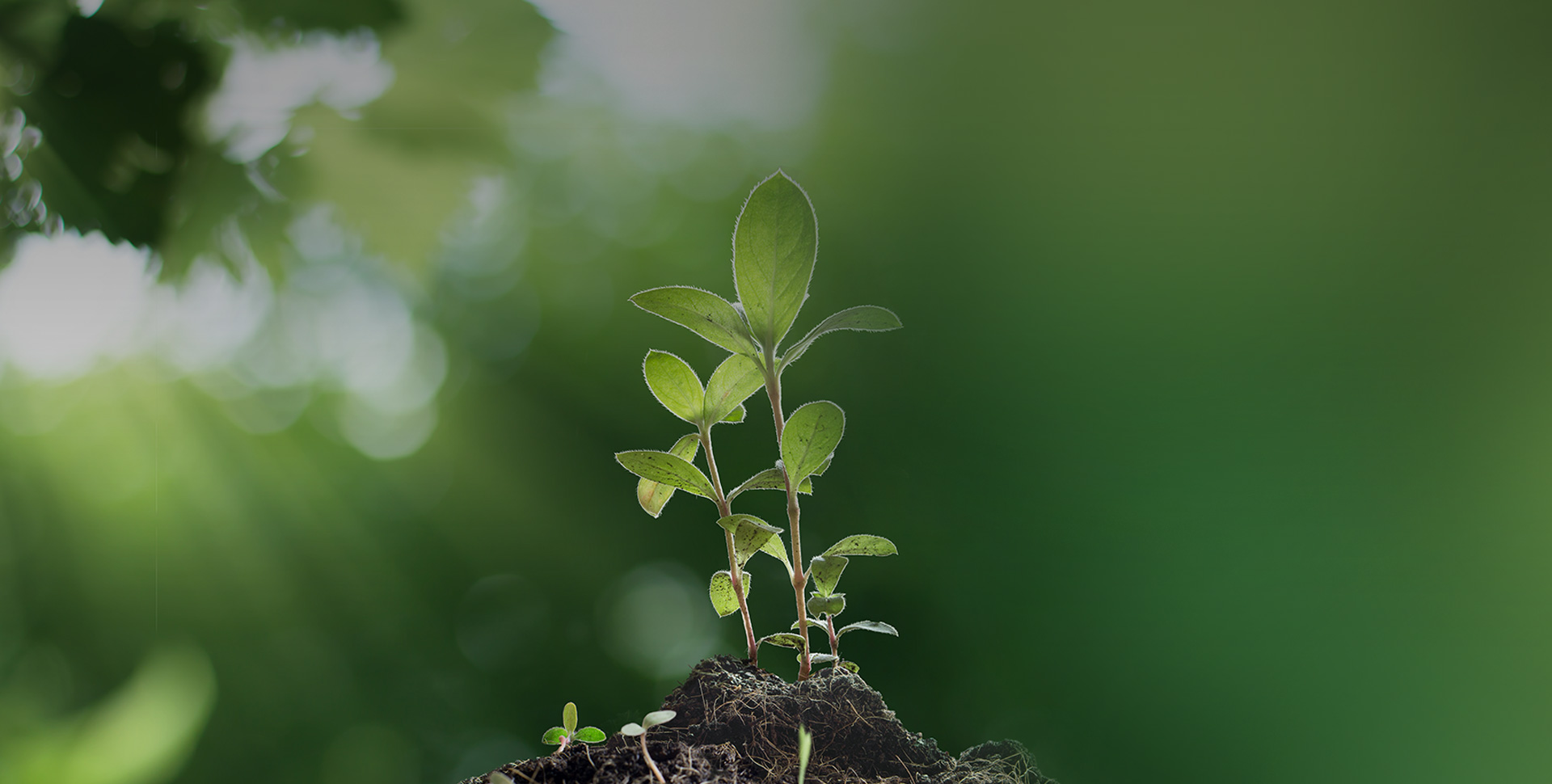 BIOAGRI™5-ALA