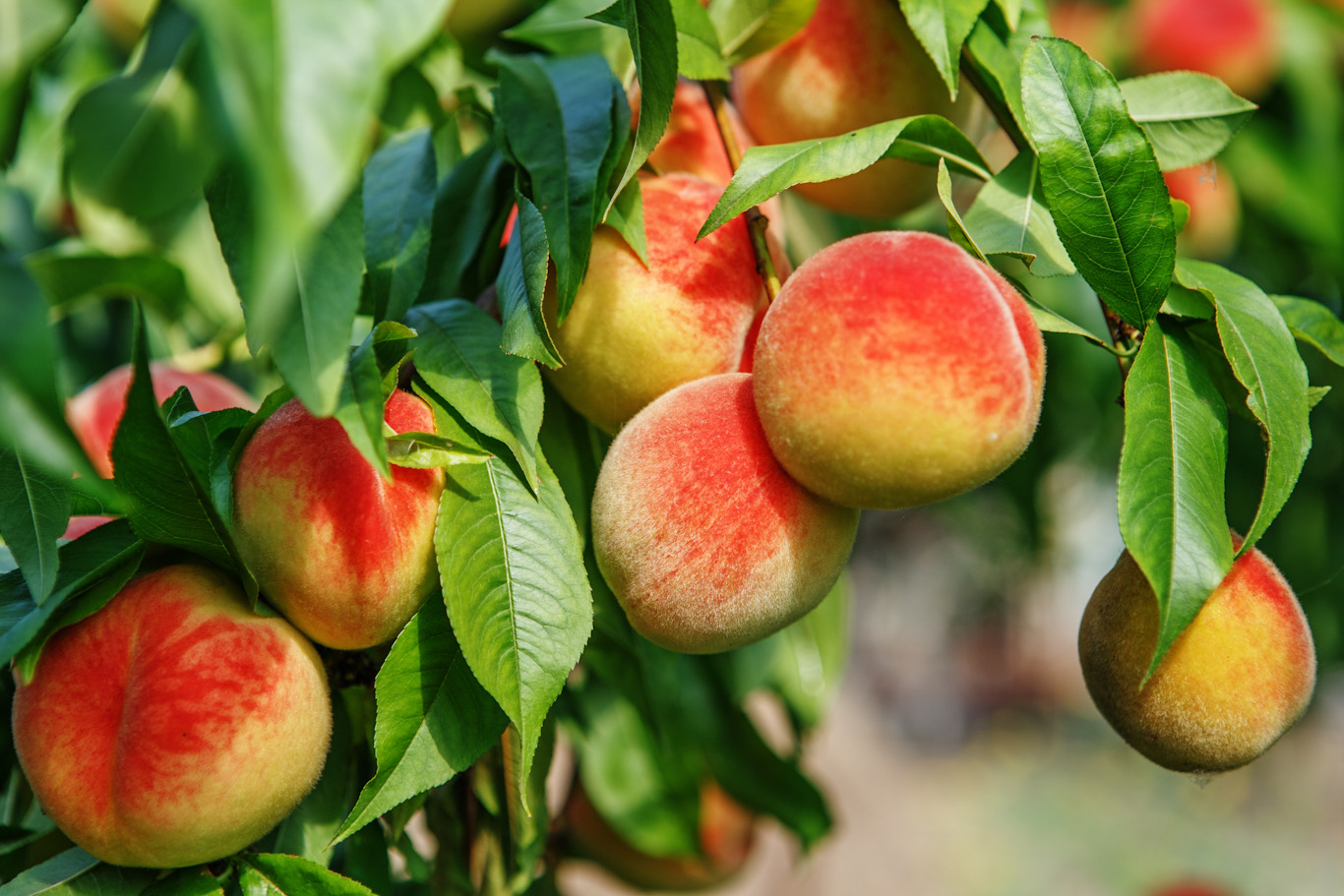 About BIOAGRI™Val