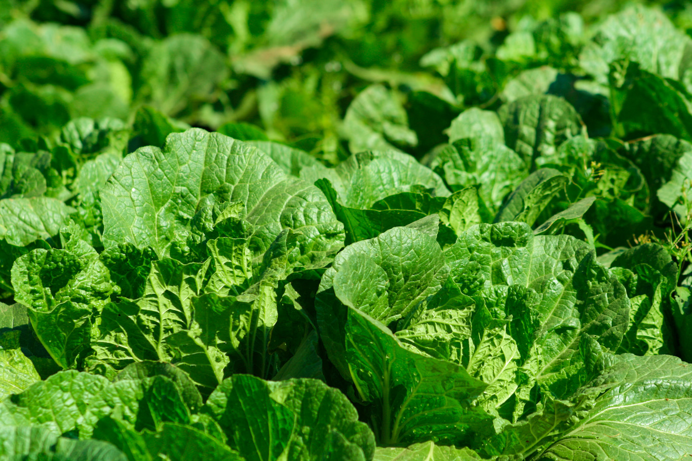 About BIOAGRI™Inositol