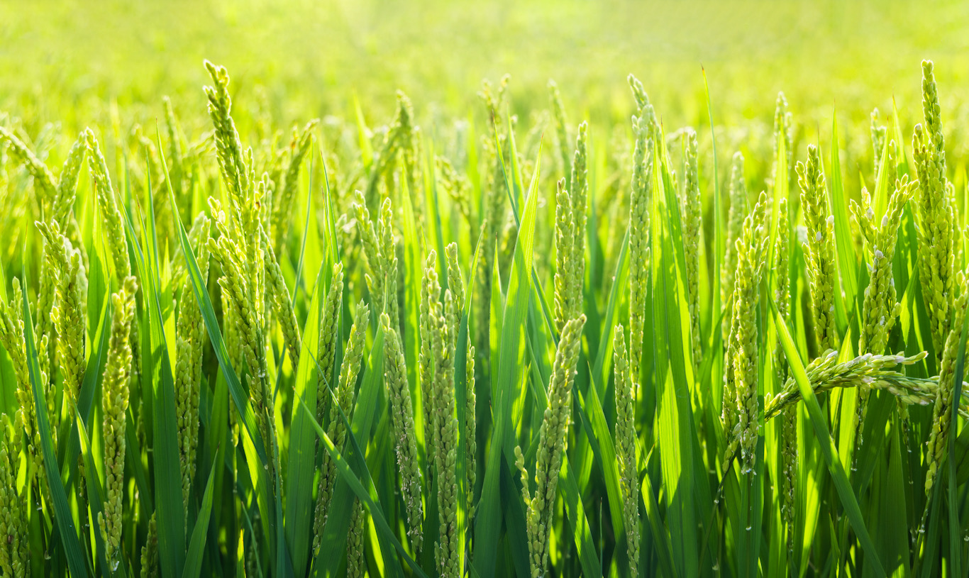 Do Your Plants Need L-Alanine Too?