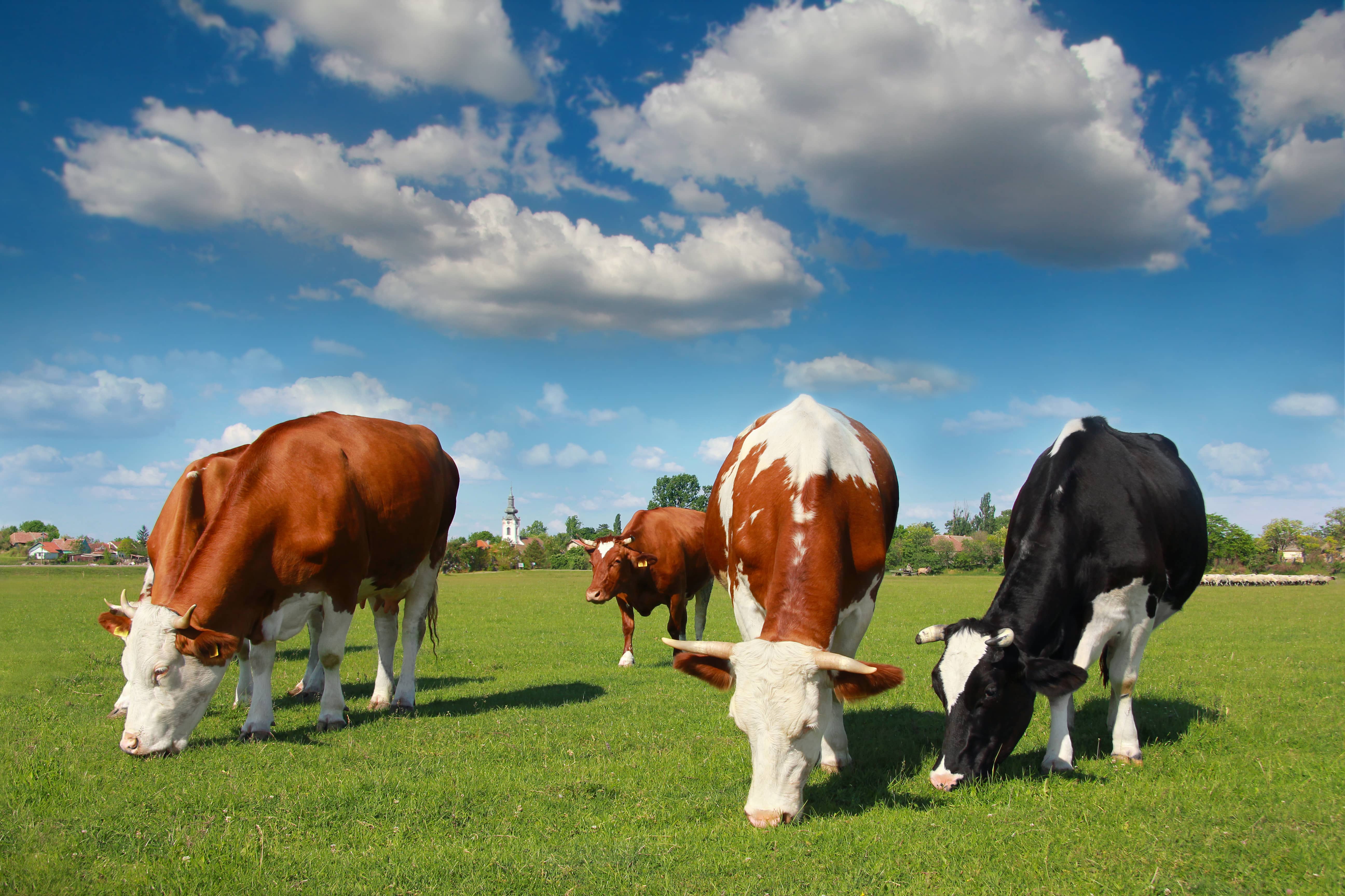 European Food Safety Authority (EFSA) issues scientific opinions confirming AHB amino acid products safe and effective for animal feed additives
